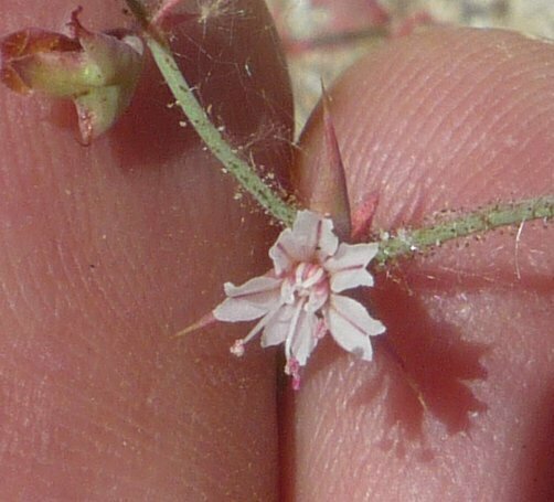 High Resolution Centrostegia thurberi Flower